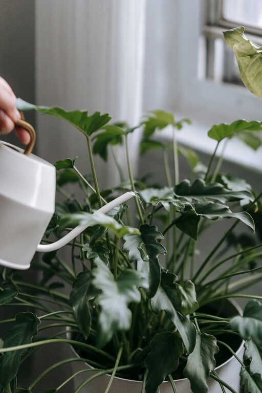 Essential Tips for Keeping Your Houseplants Healthy and Thriving